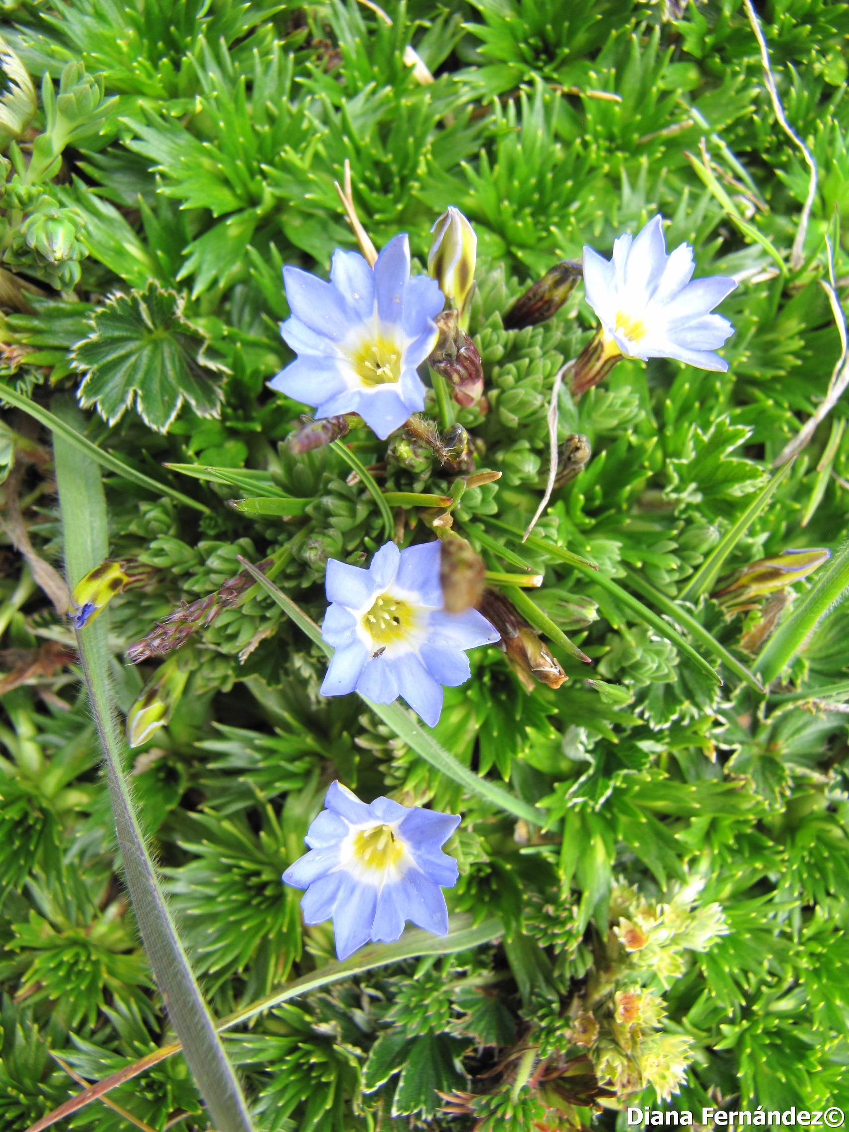 Gentiana sedifolia image