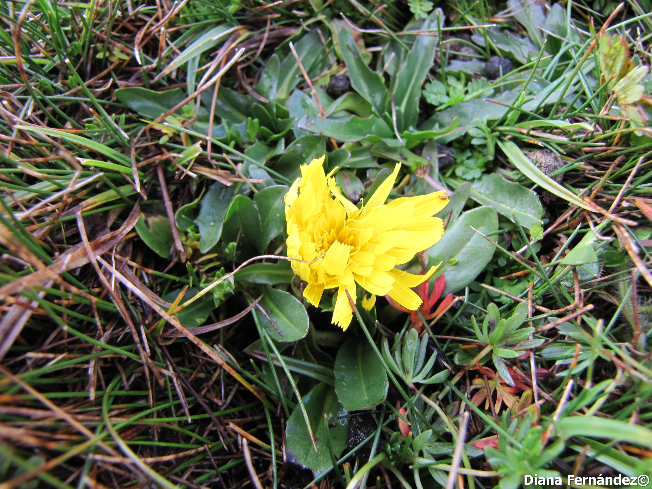 Hypochaeris sessiliflora image