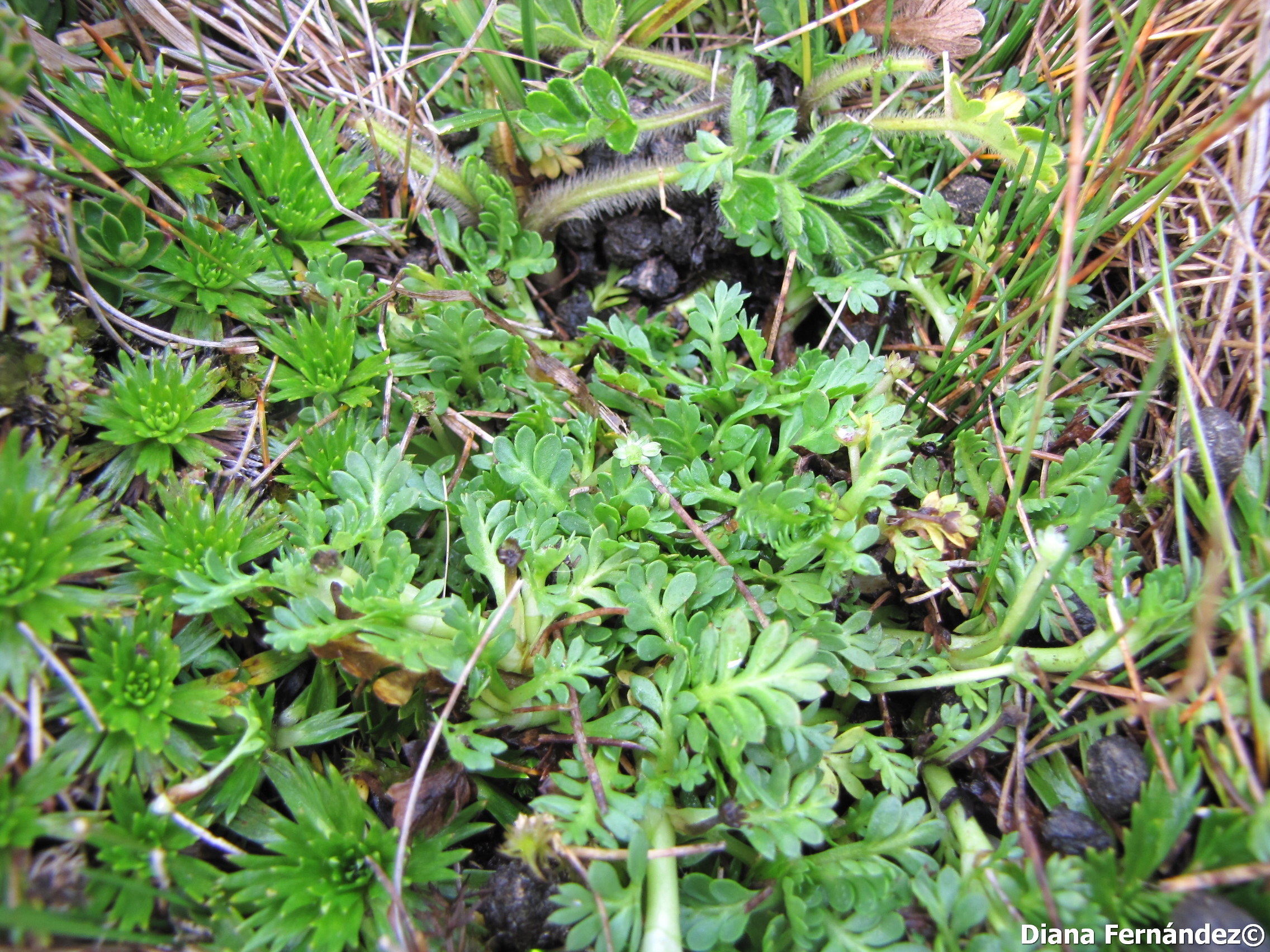 Cotula mexicana image