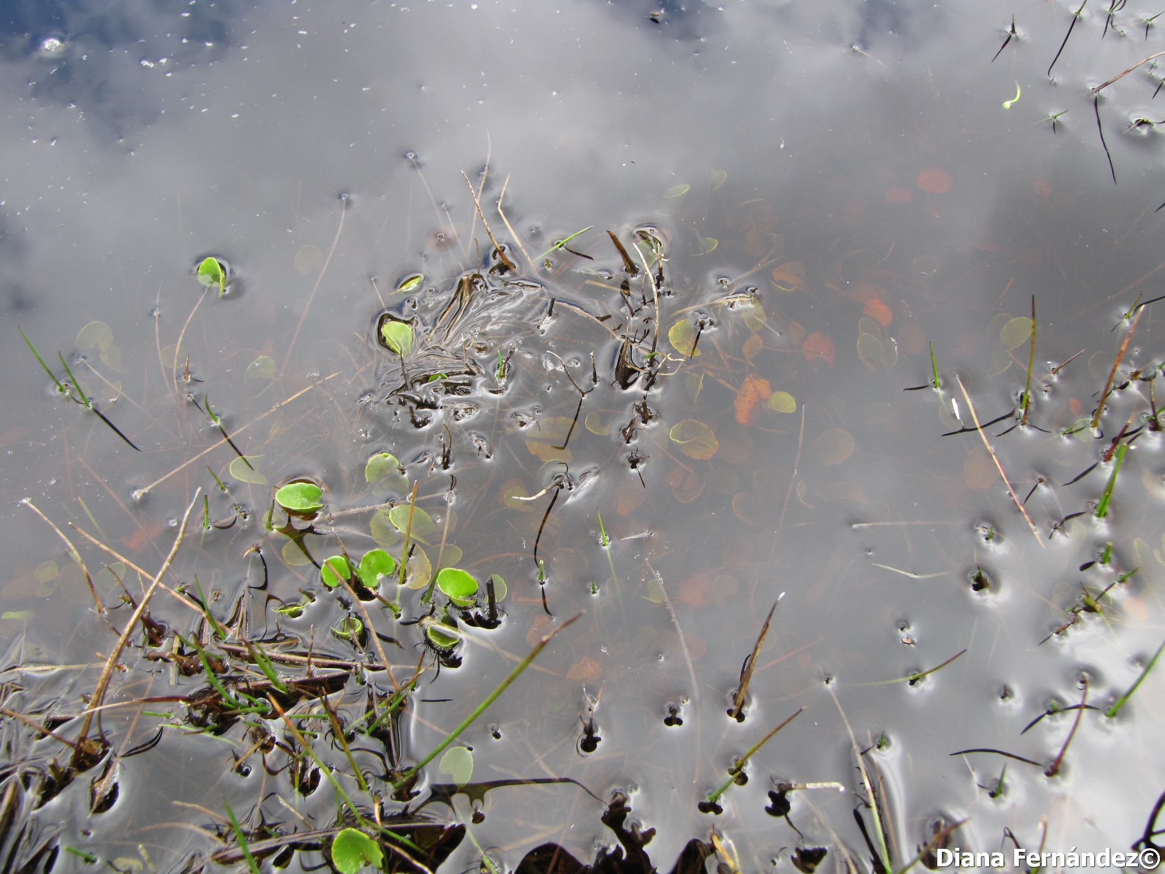 Ranunculus flagelliformis image