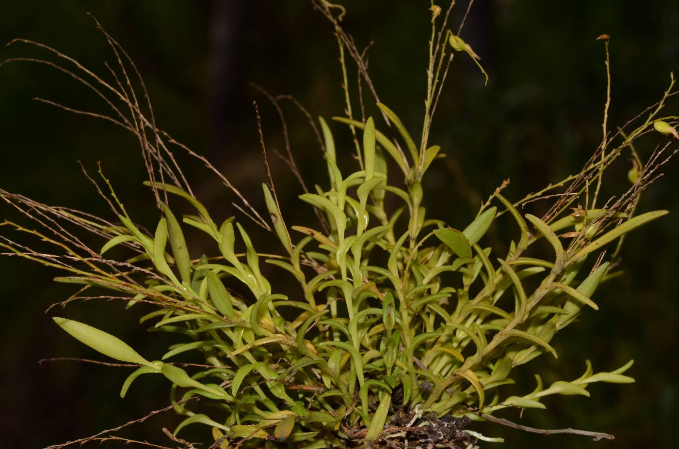 Frondaria caulescens image