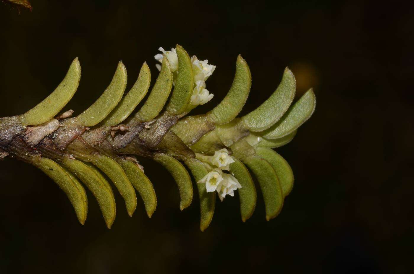 Pachyphyllum image