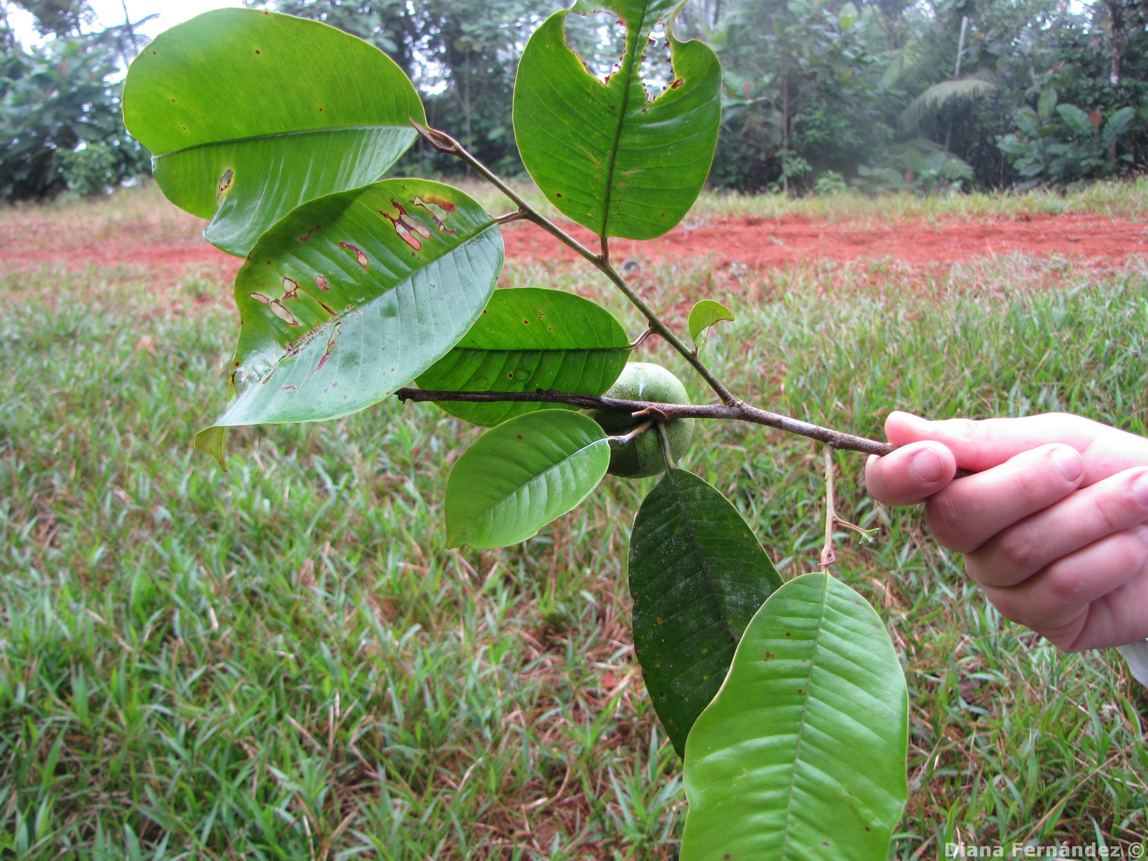 Chrysophyllum argenteum image